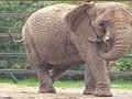 African Elephant 120px-Howletts-loxodonta-africana-04