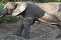African Elephant 120px-Loxodonta_africana_-Lake_Manyara_National_Park,_Tanzania-8