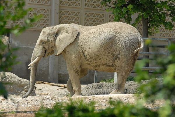 African Elephant 800px-GIPE25_-_elephant_(by-sa)_(1)