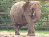African Elephant 800px-Howletts-loxodonta-africana-04