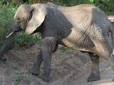 African Elephant 800px-Loxodonta_africana_-Lake_Manyara_National_Park,_Tanzania-8