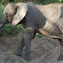 African Elephant 800px-Loxodonta_africana_-Lake_Manyara_National_Park,_Tanzania-8