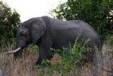 African Elephant Photo Gallery