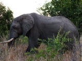 African Elephant A_male_elephant_in_South_Africa