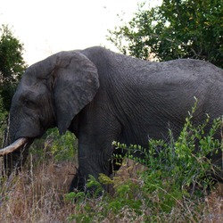 African Elephant A_male_elephant_in_South_Africa