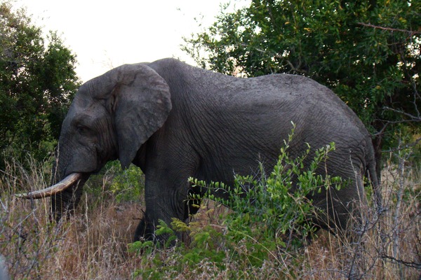 African Elephant A_male_elephant_in_South_Africa