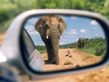 African Elephant AddoElephantPark