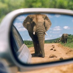 African Elephant AddoElephantPark