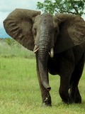 African Elephant African_Bush_Elephant_Mikumi_cropped