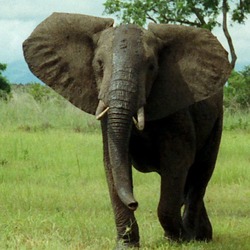 African Elephant African_Bush_Elephant_Mikumi_cropped