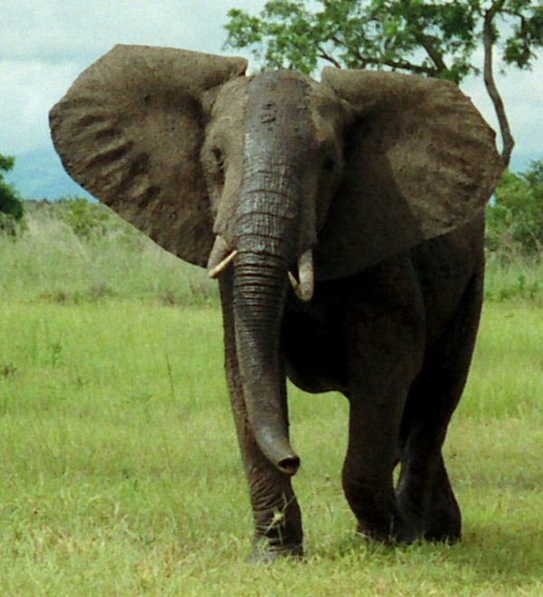 African Elephant African_Bush_Elephant_Mikumi_cropped