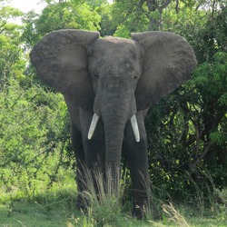 African Elephant African_Bush_Elephant_in_Murchison_Falls_National_Park