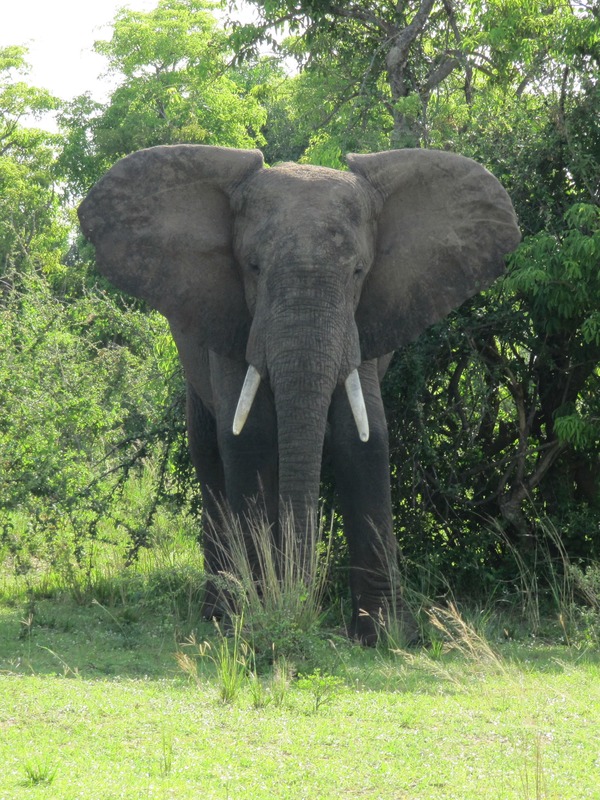 African Elephant African_Bush_Elephant_in_Murchison_Falls_National_Park