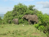 African Elephant African_Bush_Elephants_in_Murchison_Falls_National_Park