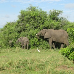African Elephant African_Bush_Elephants_in_Murchison_Falls_National_Park