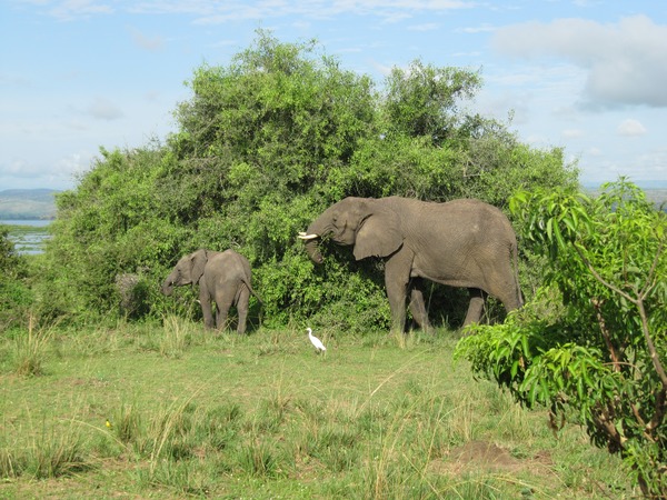 African Elephant African_Bush_Elephants_in_Murchison_Falls_National_Park