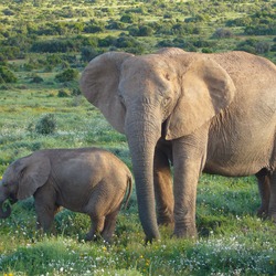 African Elephant African_Bush_Elephants