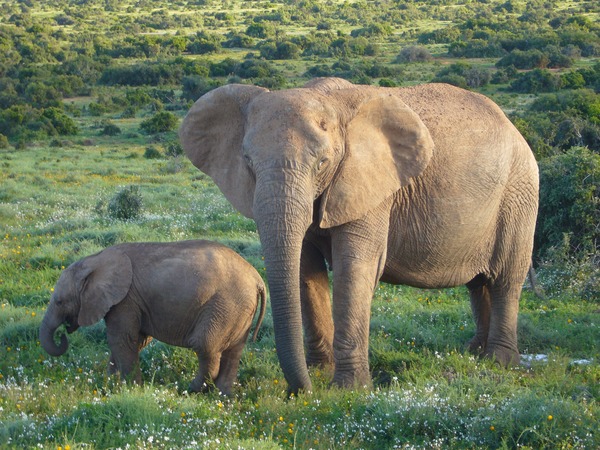 African Elephant African_Bush_Elephants