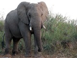 African Elephant African_bull_elephant