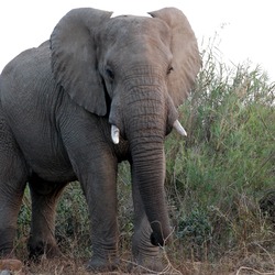 African Elephant African_bull_elephant