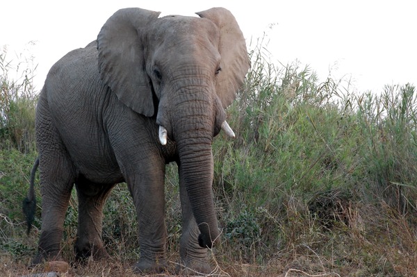 African Elephant African_bull_elephant