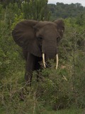 African Elephant Afrikaanse olifant