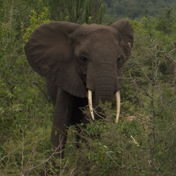 African Elephant Afrikaanse olifant