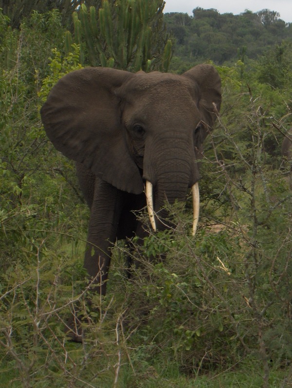 African Elephant Afrikaanse olifant