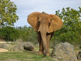 African Elephant Afrikanische Elefant