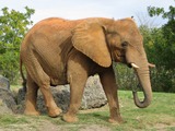 African Elephant Afrikanischer Elefant Miami