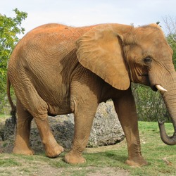 African Elephant Afrikanischer Elefant Miami