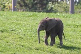 Large Land Mammals