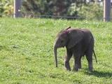 African Elephant Baby elefant