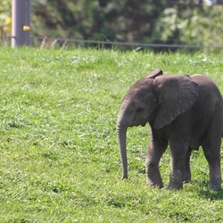 African Elephant Baby elefant