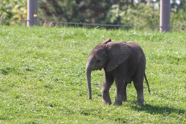 African Elephant Baby elefant