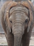 African Elephant Baby young