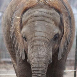 African Elephant Baby young