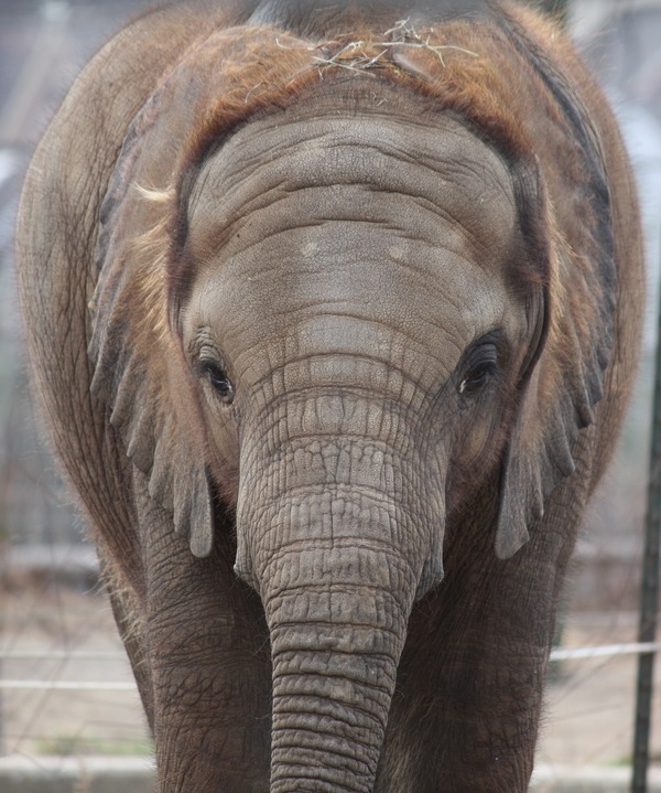 African Elephant Baby young