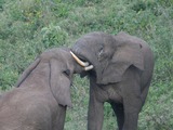 African Elephant Bull elephants