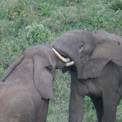 African Elephant Bull elephants