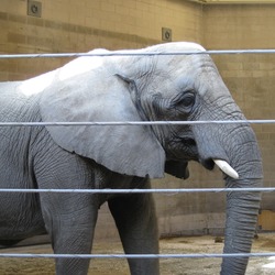 African Elephant Bush Providence Zoo