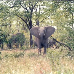 African Elephant Curious Zim