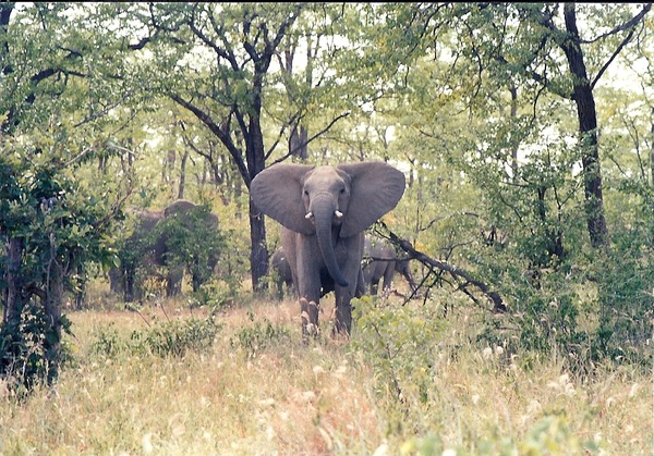 African Elephant Curious Zim
