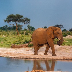 African Elephant Curled_trunk wild water hole