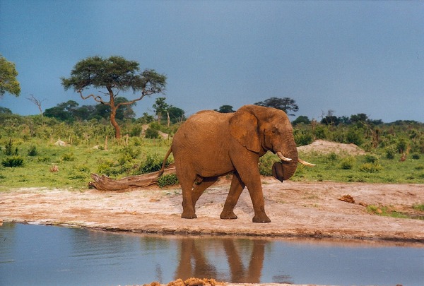 African Elephant Curled_trunk wild water hole