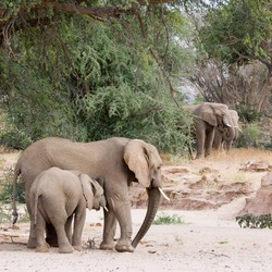 Desert elephants in the Huab River