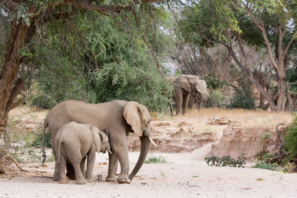 Desert elephants in the Huab River