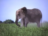 African Elephant Dust Bath