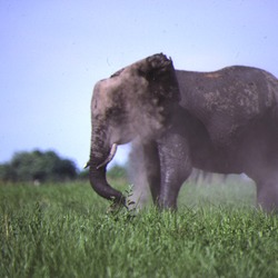 African Elephant Dust Bath
