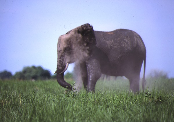 African Elephant Dust Bath